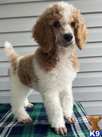 MonarchPoodles Picture 2